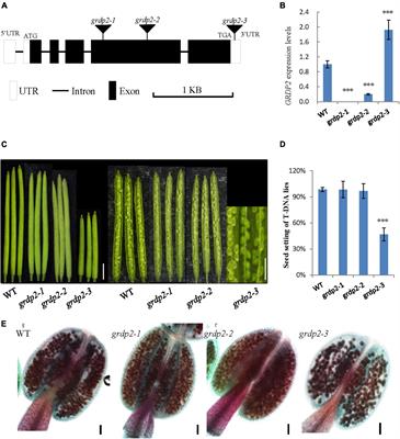 The Glycine-Rich Domain Protein GRDP2 Regulates Ovule Development via the Auxin Pathway in Arabidopsis